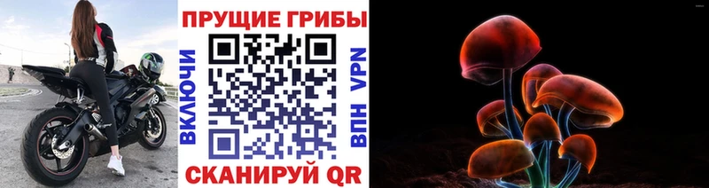 Псилоцибиновые грибы мицелий  маркетплейс телеграм  Георгиевск 
